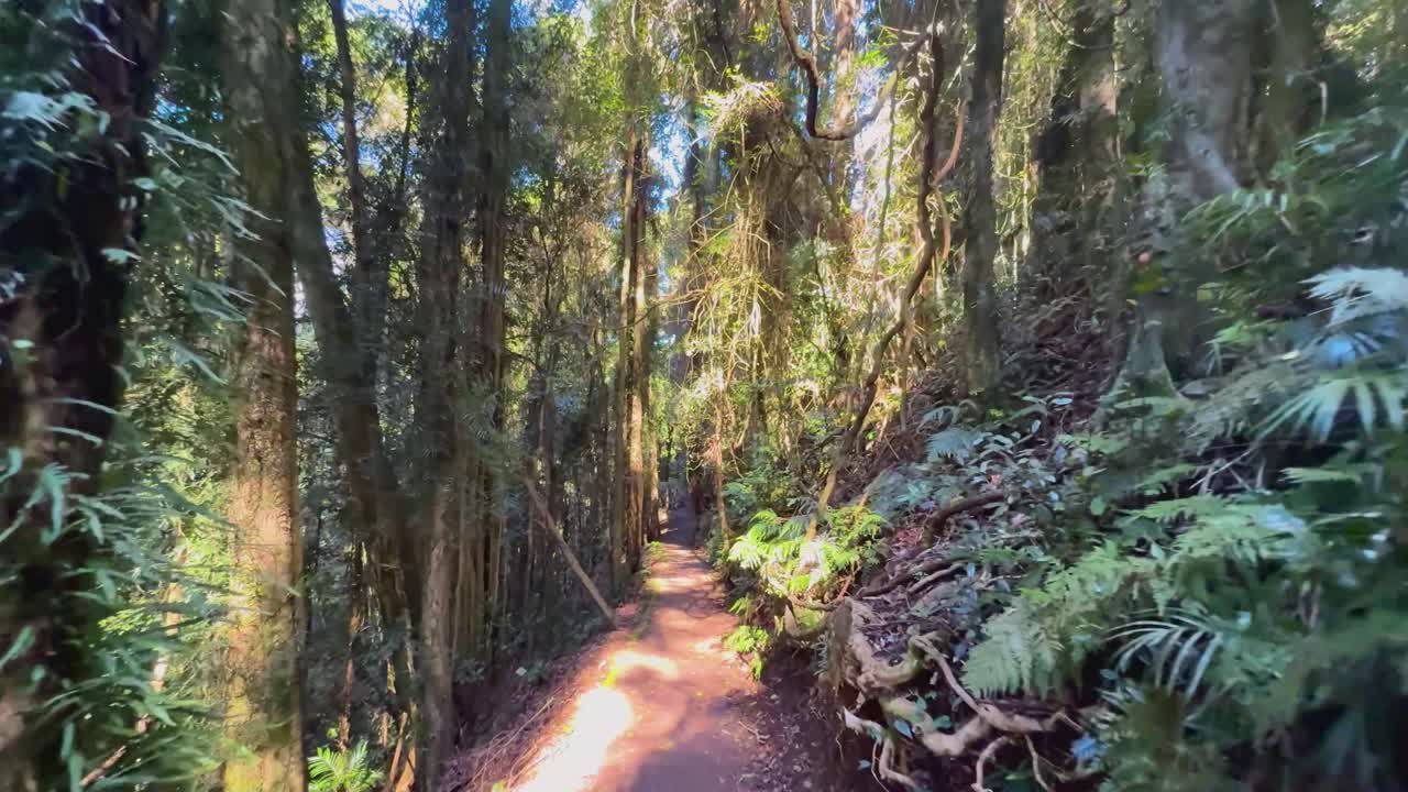 Steady forward motion along sunlit rainforest path, dense ferns, tall trees, vibrant green foliage