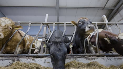 low wide angle view of cattle in pens eating from feed trough