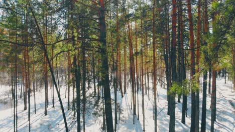 finos árboles coníferos con agujas verdes en madera nevada
