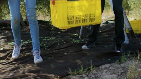 pareja feliz caminando con una caja en una granja de olivos 4k
