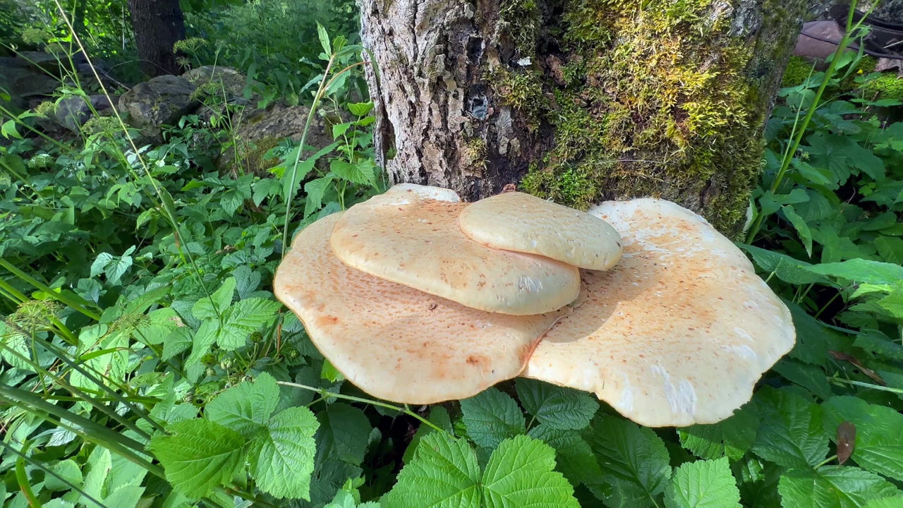 Detail choroše šupinatého (Cerioporus squamosus, Polyporus squamosus) na kmeni stromu v Saaremaa, Estonsko