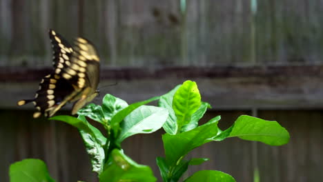 slow motion of a butterfly flying near a lemon tree