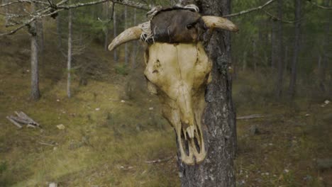 a cow skull hanging on a tree