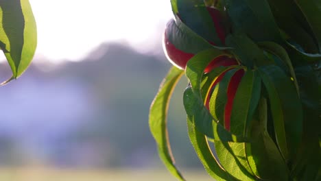 peaches growing on tree