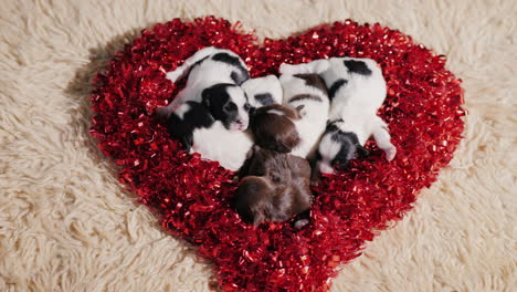 Puppies-Lie-In-A-Decorative-Heart-01