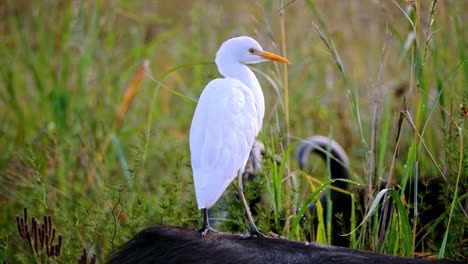 distinctive white great egret bird standing on water buffalo in wild nature