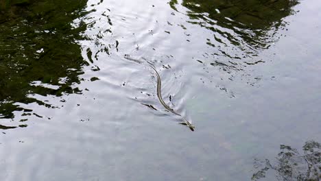 at the beginning of the summer it is very common to see different types of snakes swimming in the neighborhood of nerima, in tokyo, japan