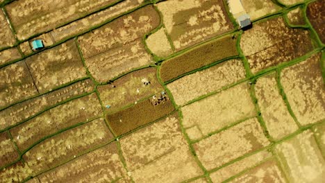group of indonesian workers harvesting rice field in bali