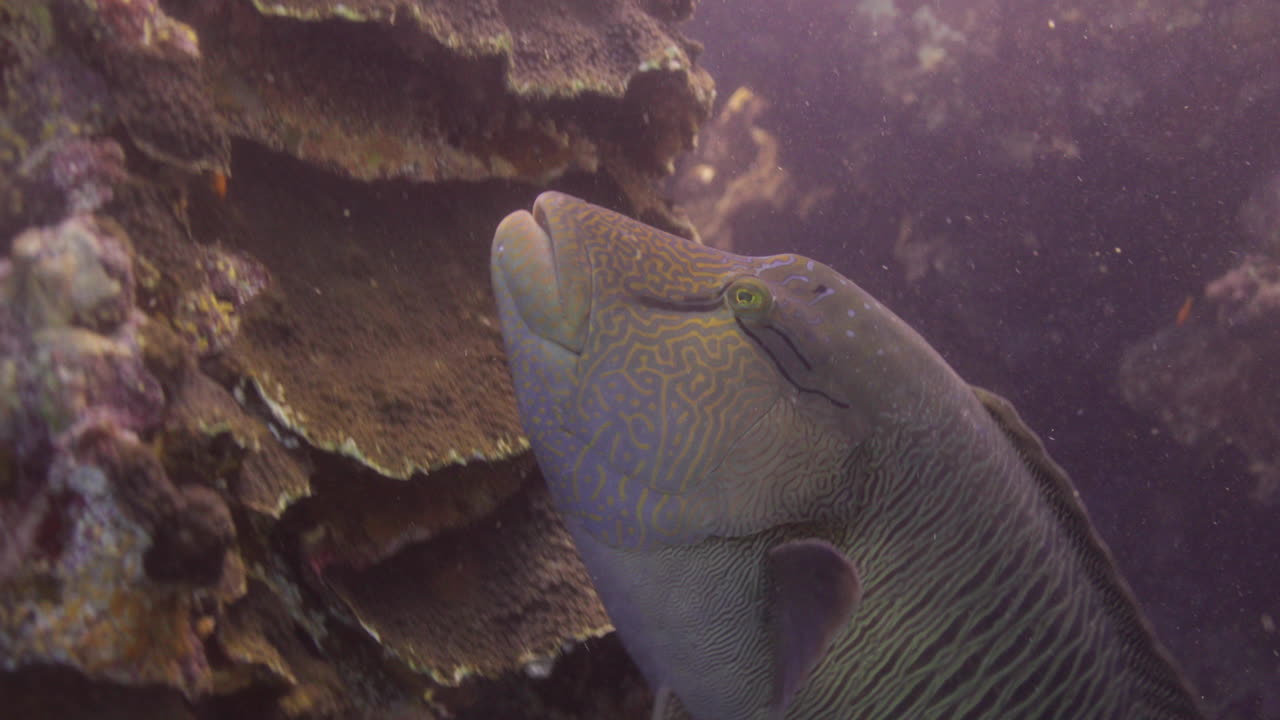 Close-up of a Humphead Wrasse Swimming Near Coral