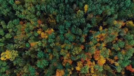 autumn forest canopy aerial view