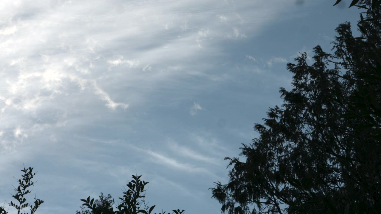4K Bright Blue Sky with Green Trees and Plane Contrails