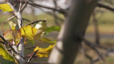 Las-Hojas-De-Colofrul-Tiemblan-Con-Una-Ligera-Brisa-En-Una-Larga-Rama-De-árbol.