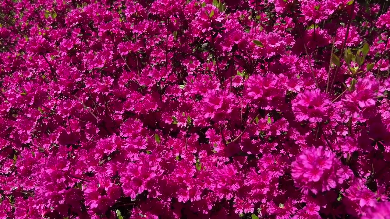 Close-up view of vibrant pink azalea flowers blooming densely in a garden during spring. Bright magenta blossoms create a colorful floral background with natural sunlight and lush seasonal growth.