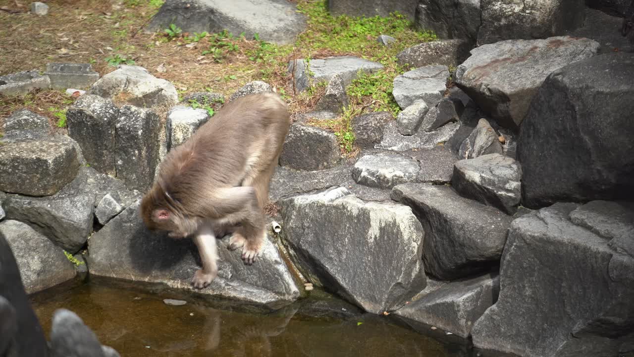 A Japanese Snow Monkey Goes Towrds the Water