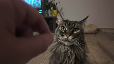 a fluffy maine coon cat stares at the camera in a cozy living room setting