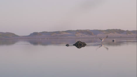 kelp seagull flies off only rock in lagoon, beautiful reflection on water surface as it flies off during sunset