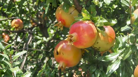 Wilder-Granatapfel-Auf-Einem-Baum,-Hausgarten,-Granatapfelbaum-Am-Sonnentag