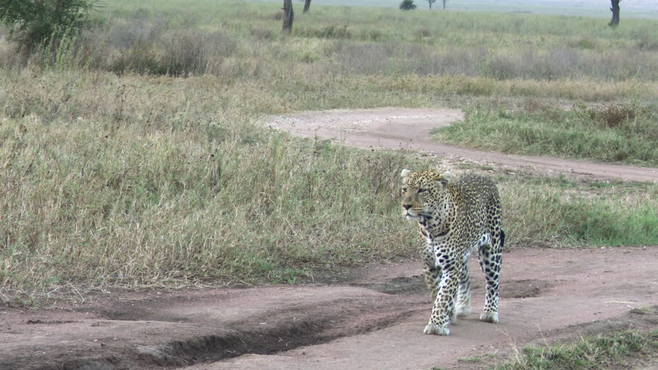 macho grande de leopardo, caminando por la carretera en busca de presas, serengeti, tanzania