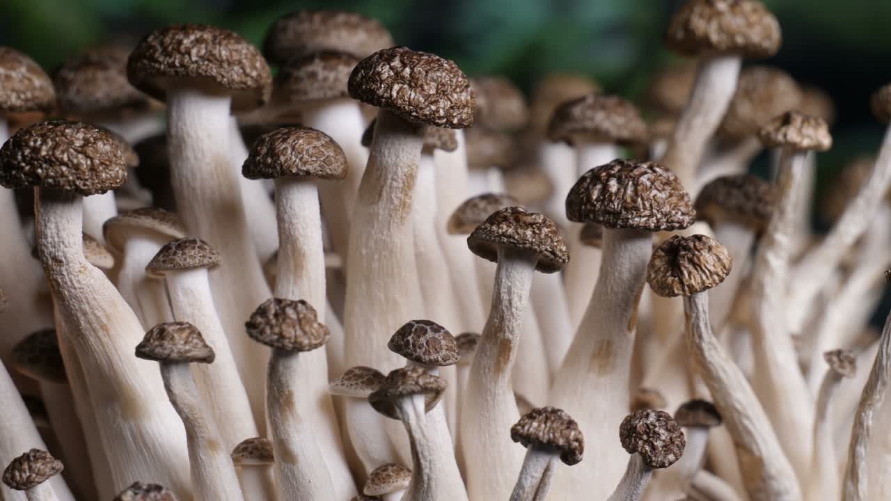 el hongo shimeji marrón, de cerca