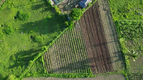 bird's eye view over agricultural fields and plantations in virac, catanduanes, philippines - drone shot