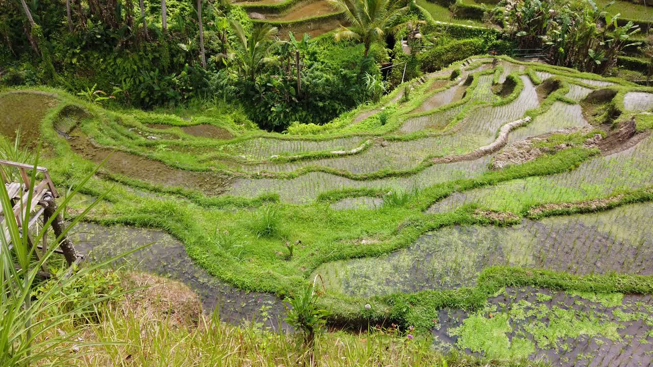 vista panorámica de las exuberantes terrazas de arroz tegallalang en ubud, bali, indonesia