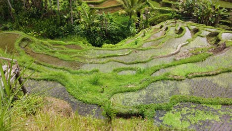 scenic view of the lush green tegallalang rice terraces in ubud, bali, indonesia