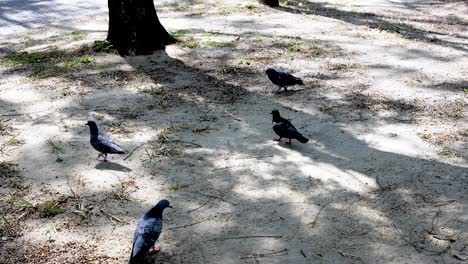 pigeons in a park