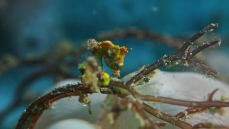 a rare yellow hippocampus pohonti seahorse attached to seaweed