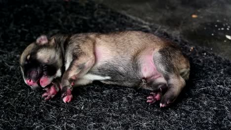 cute single newborn puppy sleeping