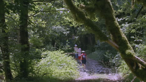 hikers in the forest