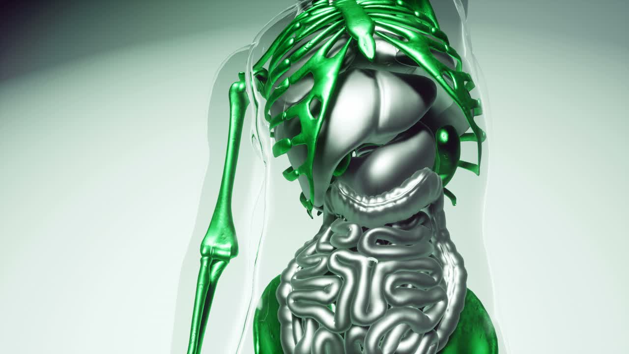 modelo de huesos de esqueleto humano con órganos