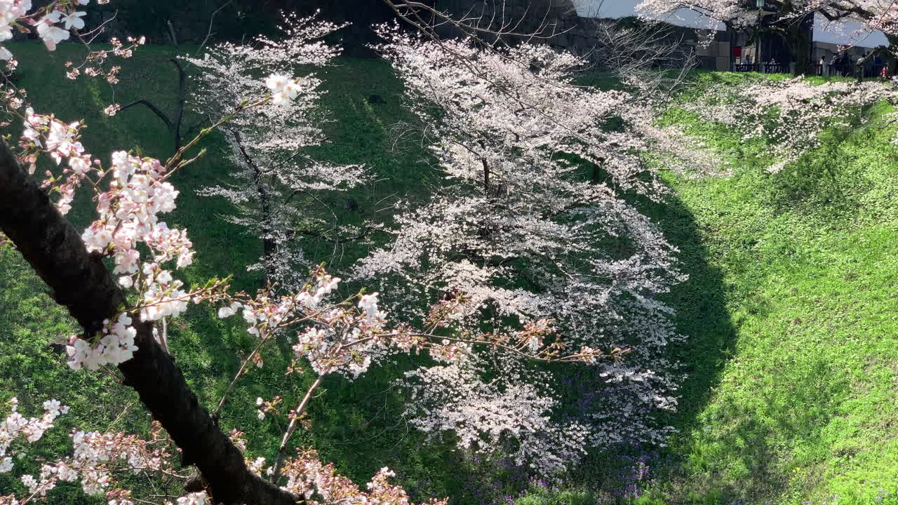 Riflesso nel fossato dei ciliegi al Parco Chidorigafuchi