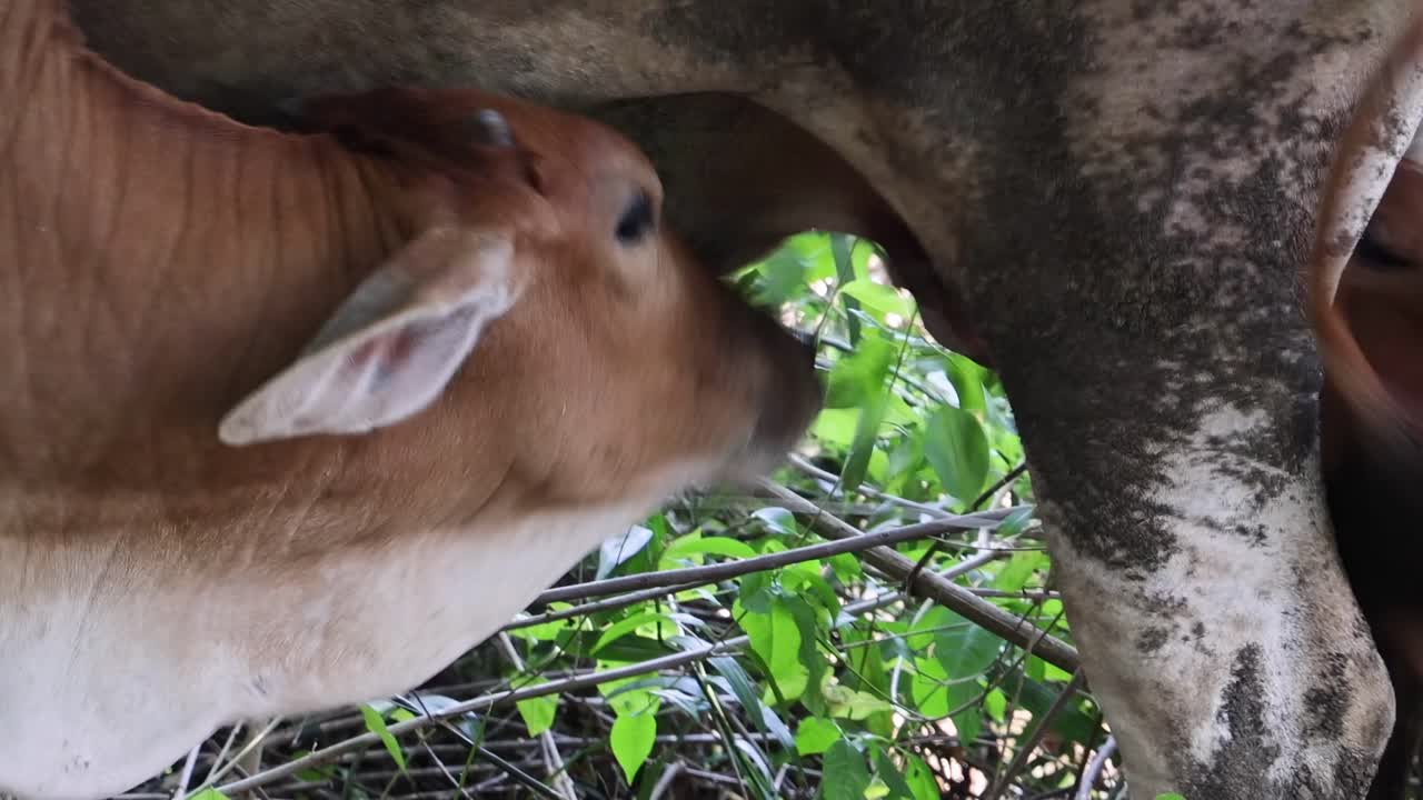 A young calf feeds from its mother cow, surrounded by lush green foliage.