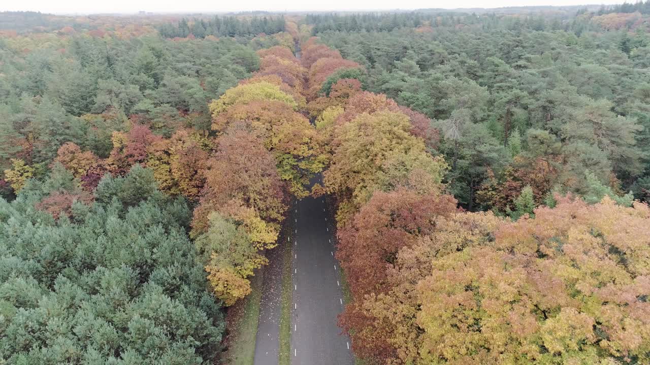 съемка с дрона автомобиля, едущего по лесной дороге