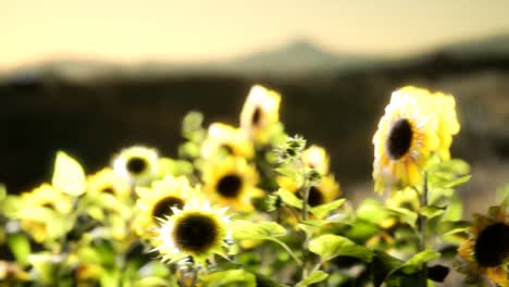 Sunflower-field-on-a-warm-summer-evening