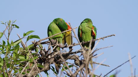 a couple of white-eyed conure