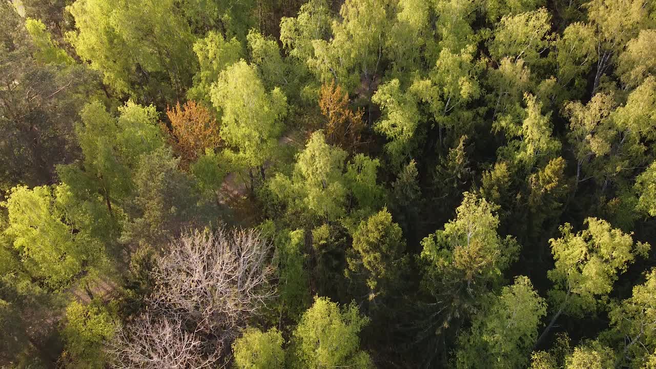 Seasonal forests in spring near Baltic sea coastline