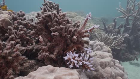 arrecife de coral blanqueado muerto