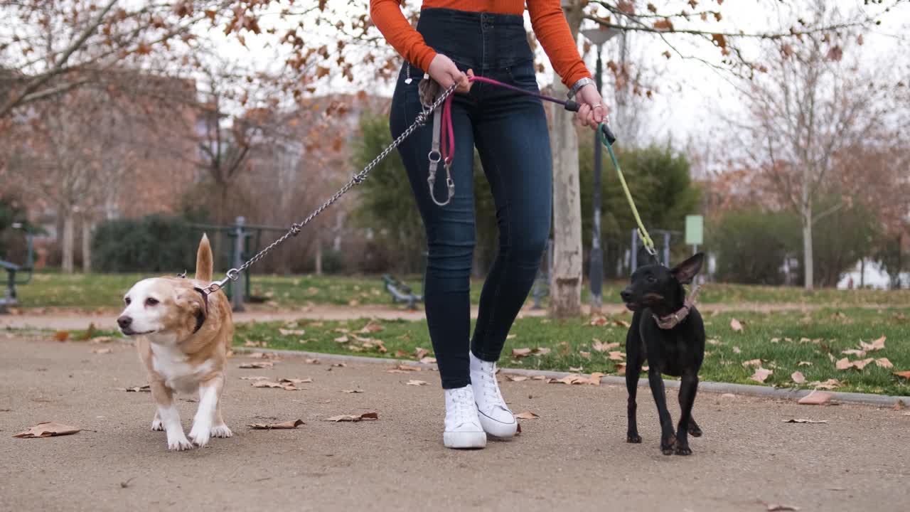 Woman taking her dogs for a walk outdoors in the park