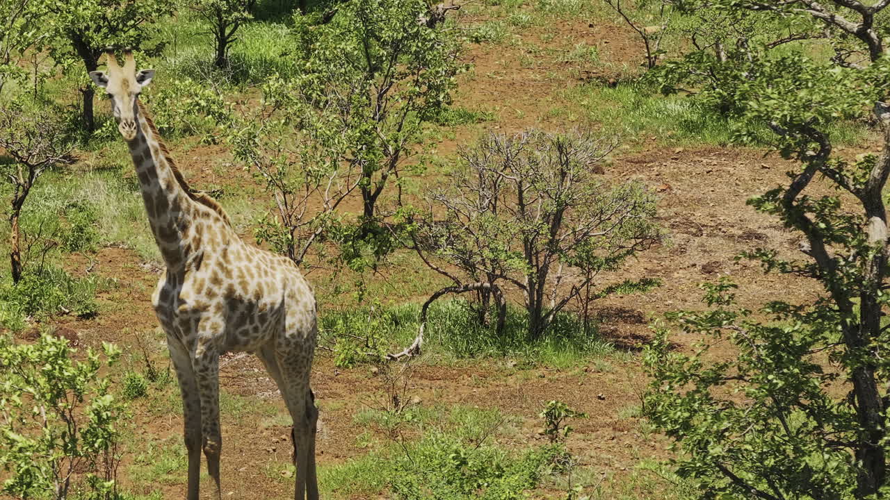 Parco Hwange Zimbabwe Aerea v19, vista a volo d'uccello ingrandita con drone intorno a un branco di giraffe sudafricane selvatiche in un ambiente simile alla savana con alberi sparsi - Ripresa con Mavic 3 Pro Cine - 4 gennaio 2024