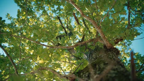 Gran-Roble,-árbol-Majestuoso-Con-Movimiento-De-Plataforma-Rodante