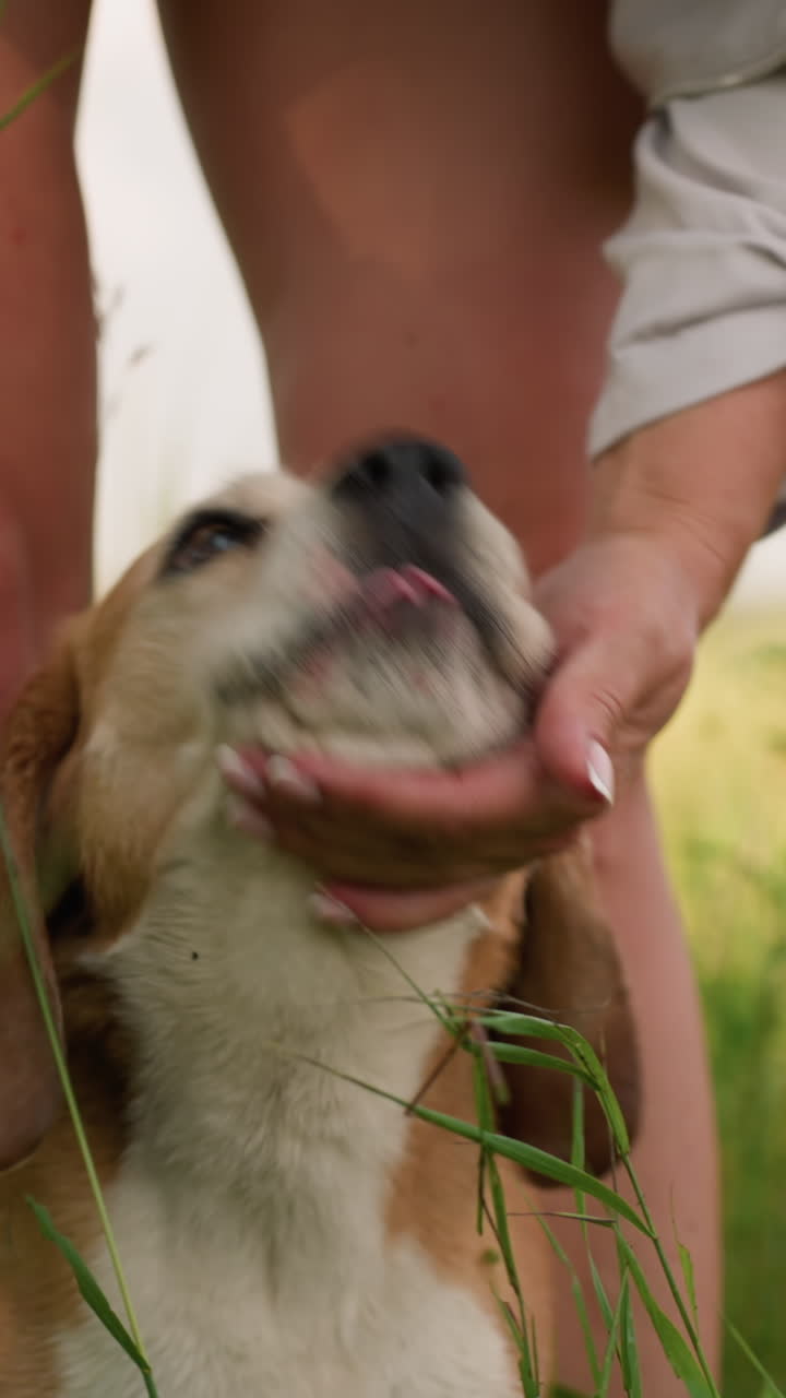 primer plano de un perro mirando a su dueño, de pie en un campo de hierba exuberante, interacción llena de afecto y confianza, luz solar suave, orejas inclinadas, dueño inclinado hacia abajo, vista parcial de otro perro