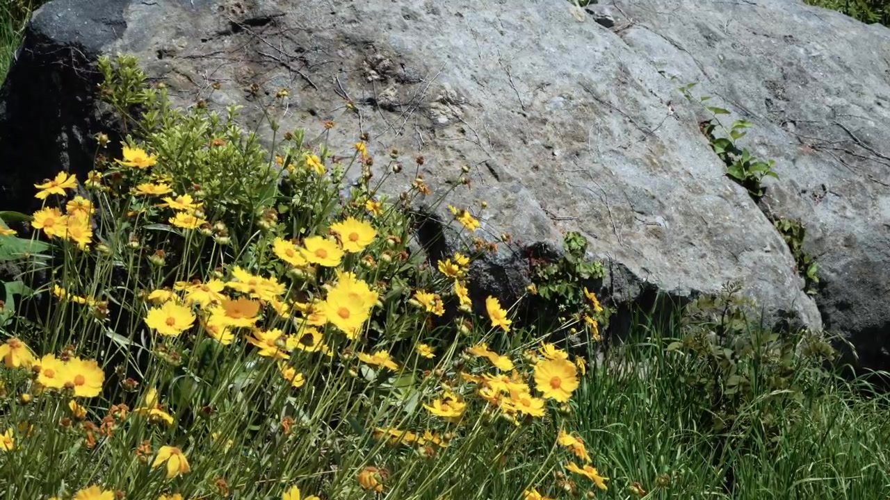 Nærbillede af gule coreopsis-vildblomster, der blomstrer i grønt græs ved siden af en stor grå sten i skarpt sommersollys i Haeundae Blue Line Park i Busan, Sydkorea.