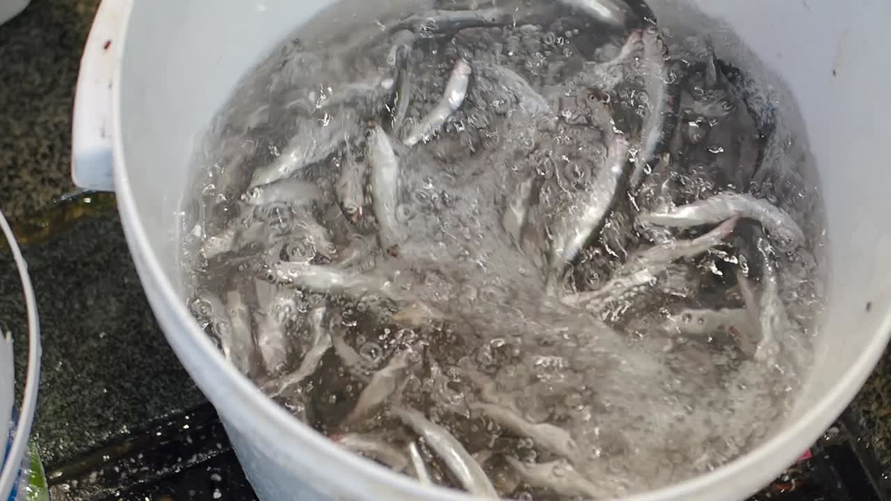 얼음과 함께  버에 신선한 물고기