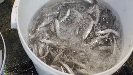 pescado fresco en un cubo blanco con hielo