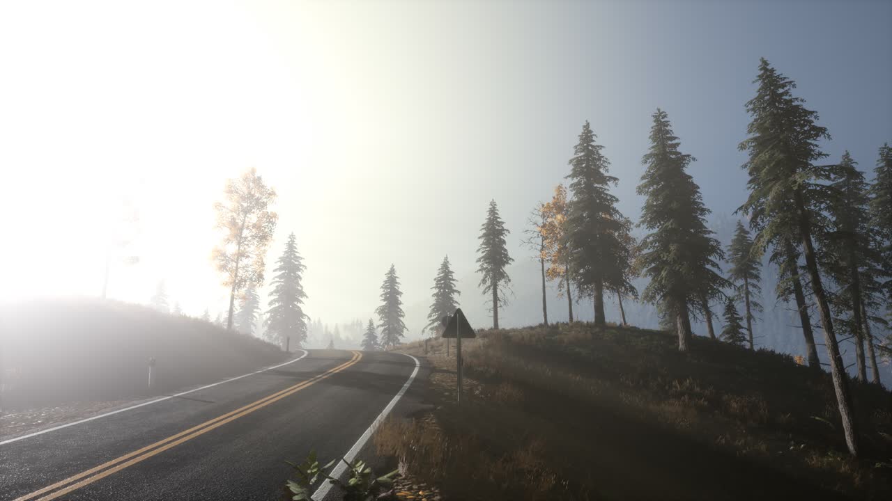 아침에 안개 속에 있는 평온한 분위기 있는 숲