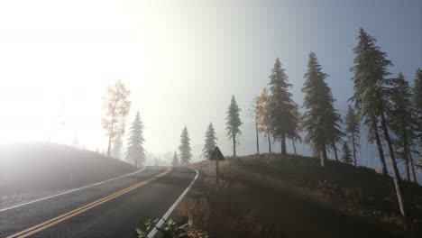 tranquilo bosque de mal humor en la niebla brumosa por la mañana