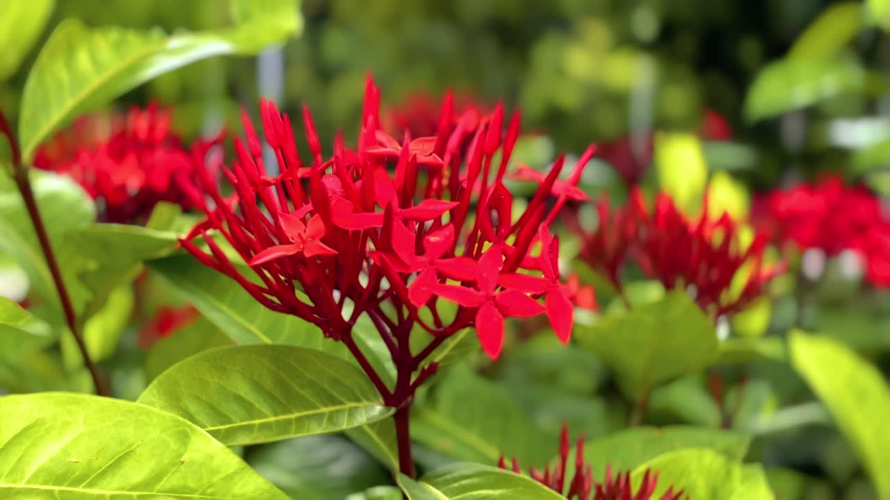 Close-up of Red Ixora Flowers