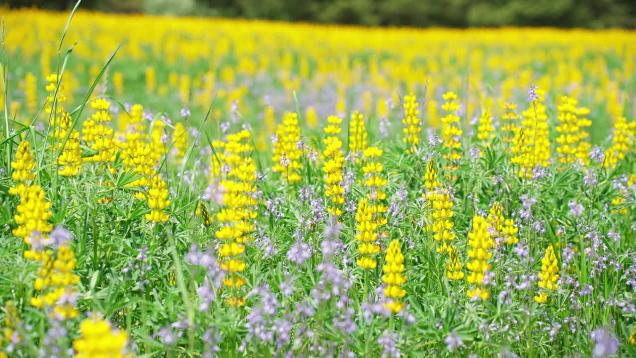 부드러운 봄 바람에 흔들리는 루핀