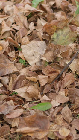 vista parcial de un niño sosteniendo un palo, usándolo para esparcir hojas secas de otoño en el suelo del bosque, mostrando una interacción lúdica con la naturaleza durante la temporada de otoño